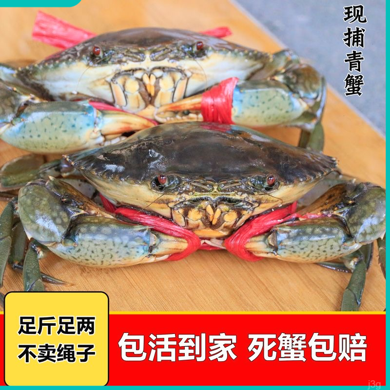 【包活5只装】3-4两红膏蟹野生青蟹包膏鲜活红鲟特大红膏蟹全膏螃蟹
