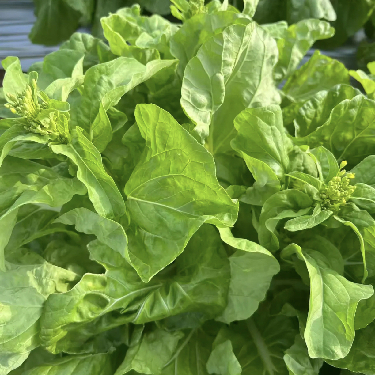 高山露天白菜苔白菜芯现采现发顺丰包邮