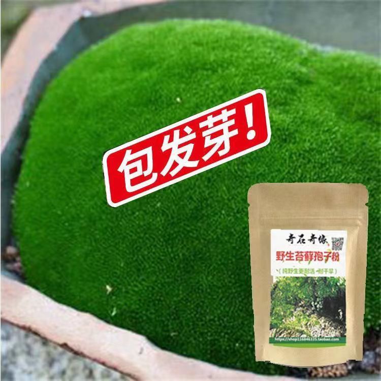苔藓青苔种子孢子粉假山吸水石盆景盆栽绿化微景观草植物铺面装