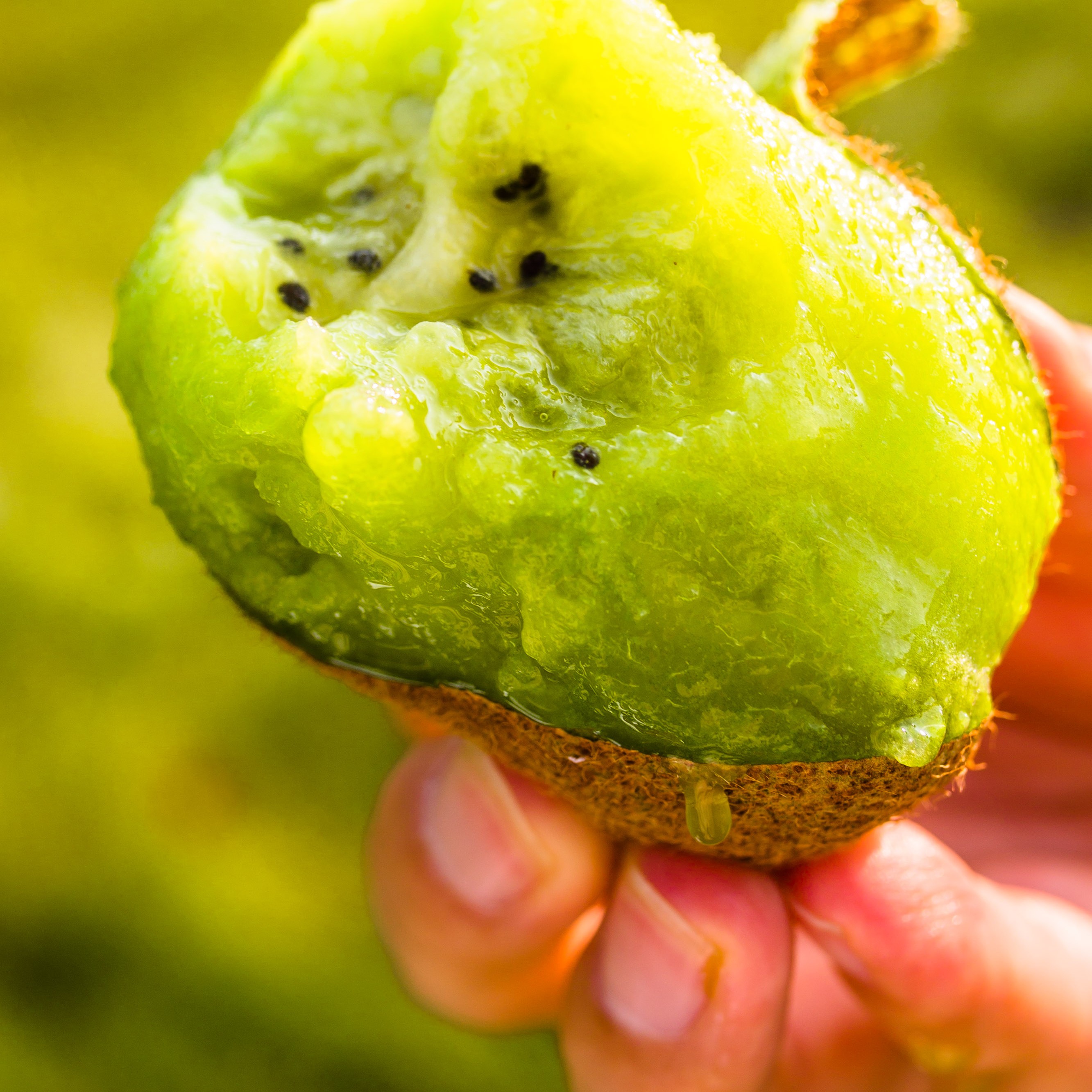 应季猕猴桃眉县徐香猕猴桃产地直发陕西头茬晚采大果猕猴桃