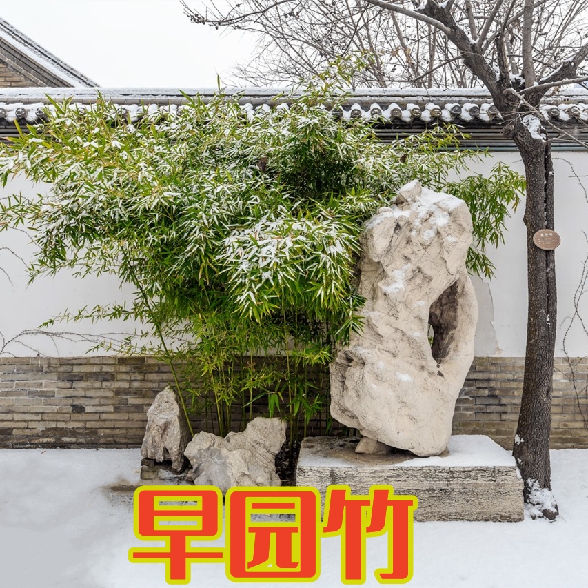 早园竹庭院植物绿化冬季北方耐寒室内盆栽四季青竹苗栽种栽种养护