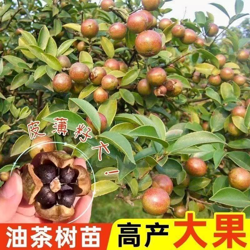 50棵批发正宗白花油茶籽榨油茶籽树苗带土带营养杯发货四季种植