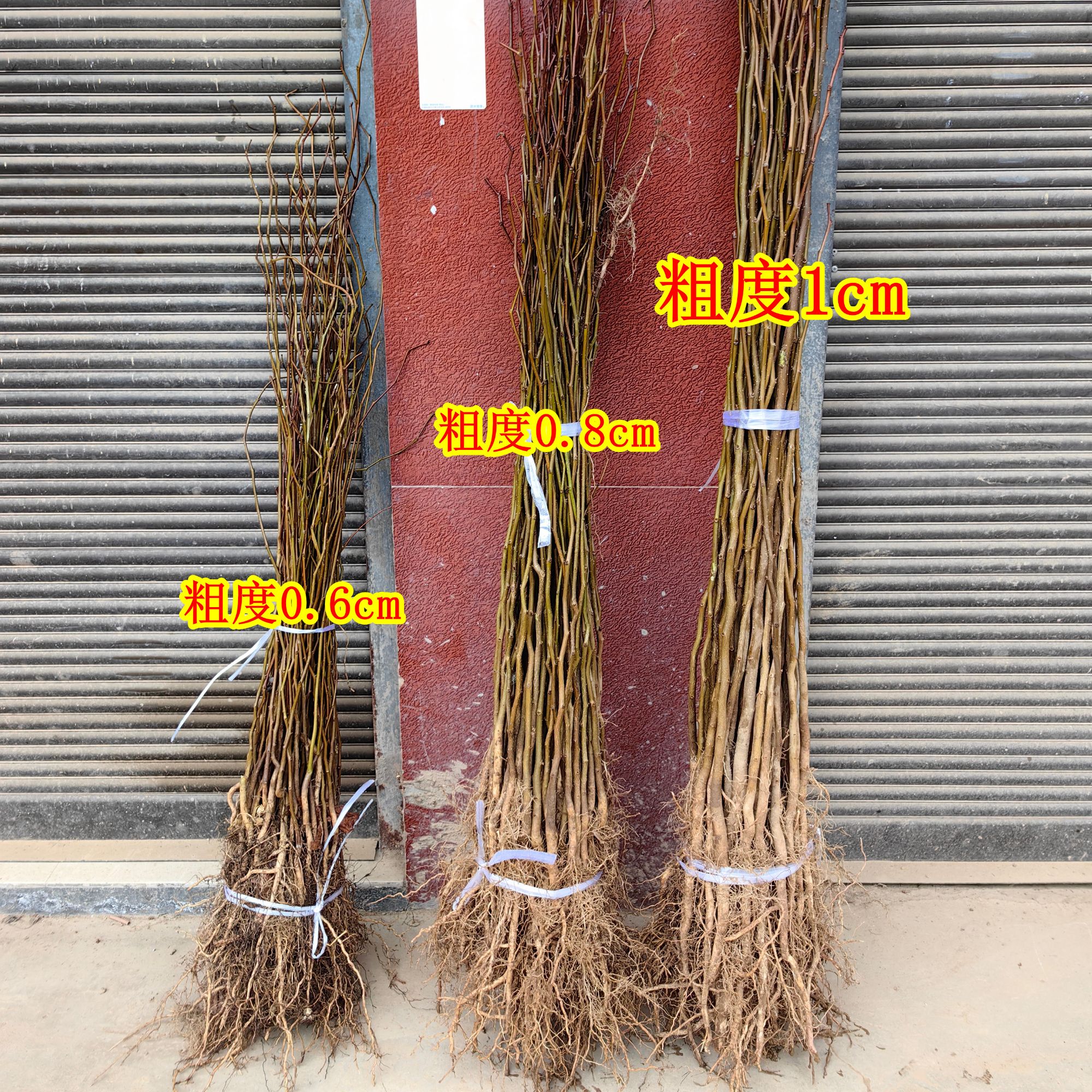 纯正杜仲树苗木药材木庭院盆杜种苗杜仲苗种子新鲜杜仲杜种树苗