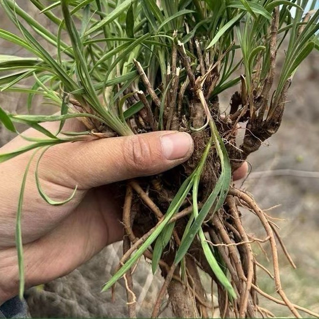 正宗山西北 柴胡
