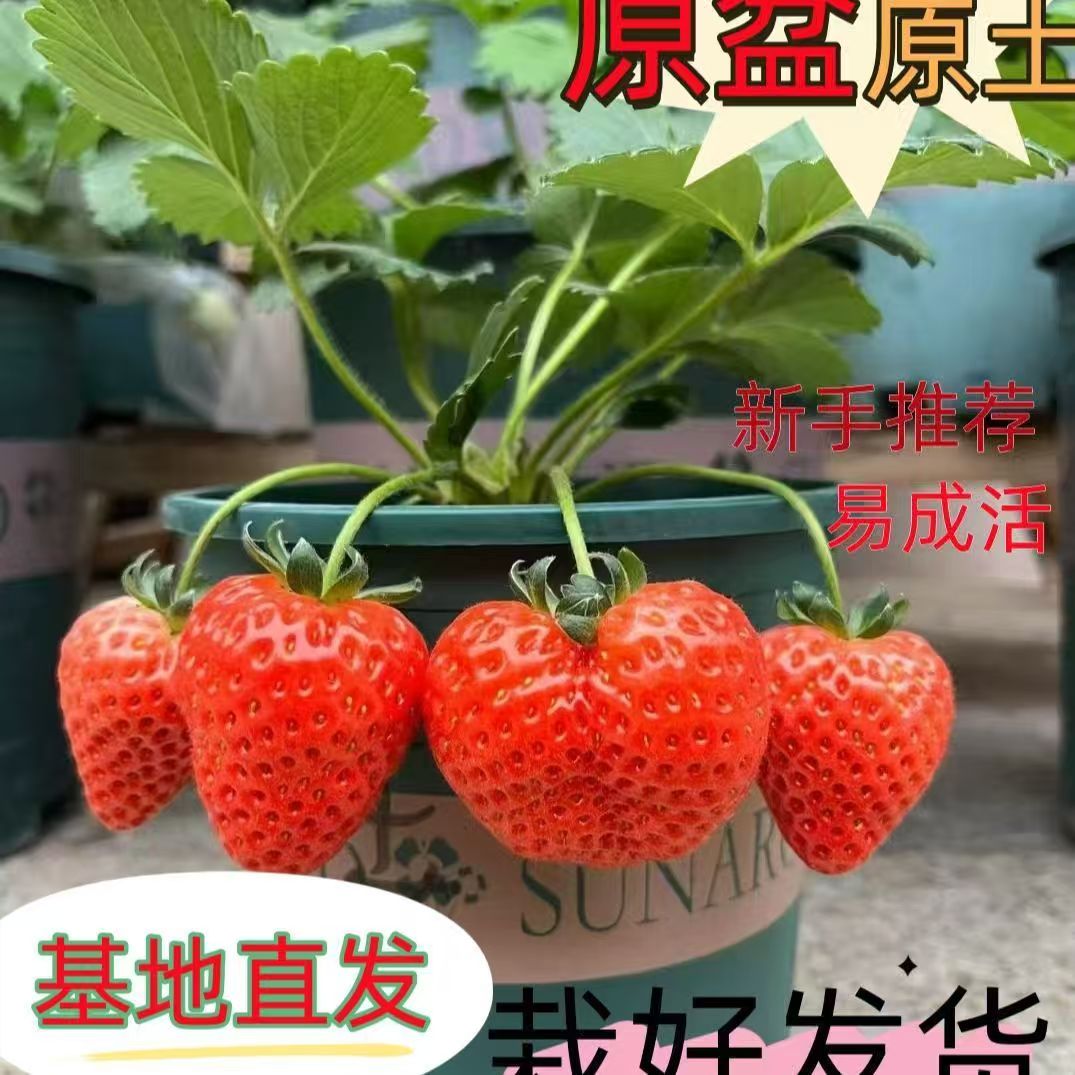 优选草莓苗四季盆栽苗原盆原土适合南方北方阳台庭院种植