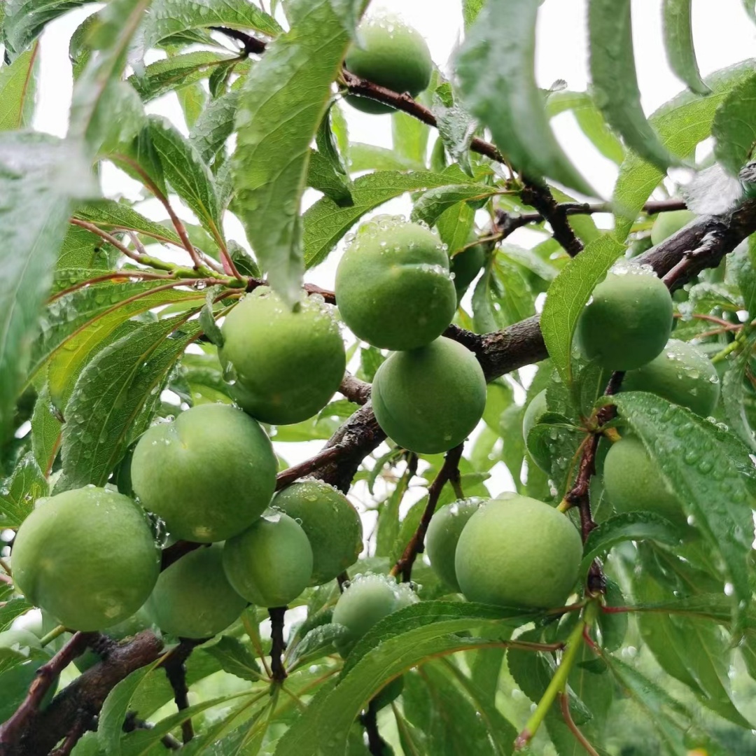 蜂糖李子树苗清脆空心四川嫁接蜂蜜李子苗三华李子树苗南北方种植