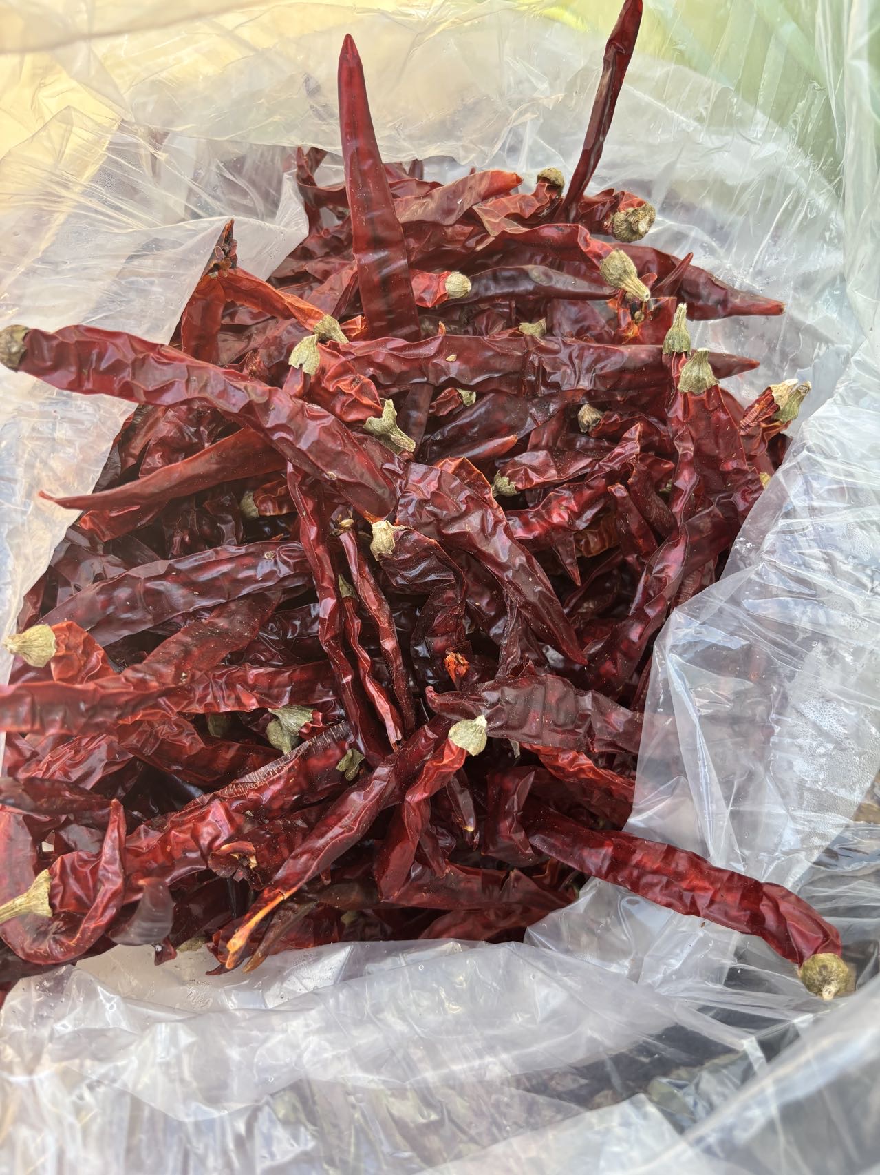 贵州遵义农户自种中辣超香干辣椒（二荆条）