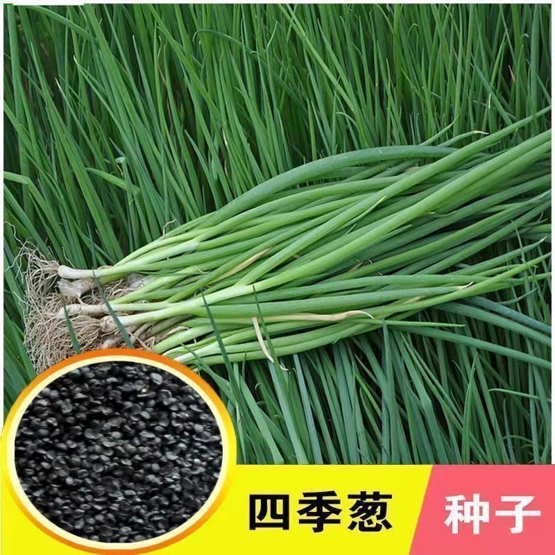 籽种四季小香葱/红根葱/铁杆大葱/种子庭院蔬菜种植