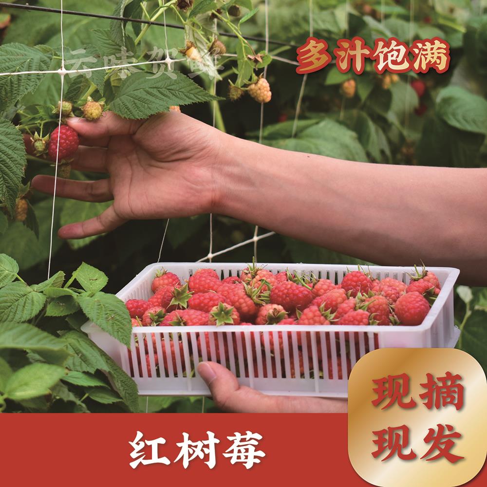 新鲜现摘红树莓鲜果应季水果野生覆盆子真空包装包邮