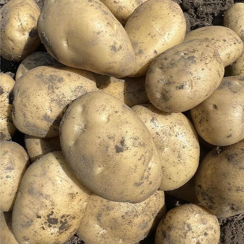 新土豆土豆黄皮土豆软糯洋芋马铃薯黄肉土豆黄心洋芋蔬菜贵州土豆