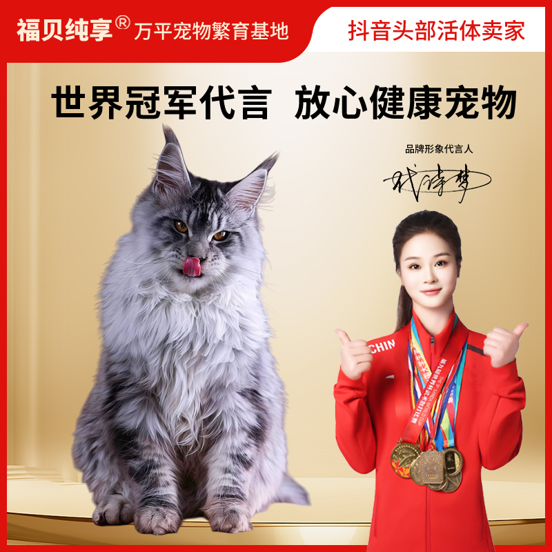 【福利款】缅因猫幼猫幼崽纯种大脚缅因猫