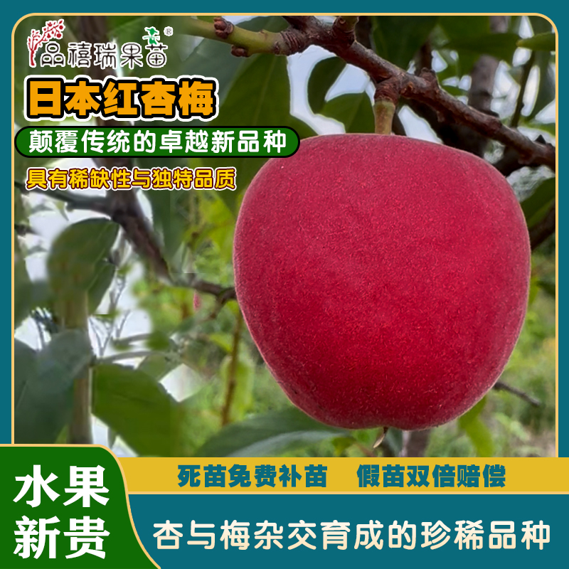 日本红杏梅/杏和梅杂交选育而成/目前尚无同质资源/稀奇的浓红色