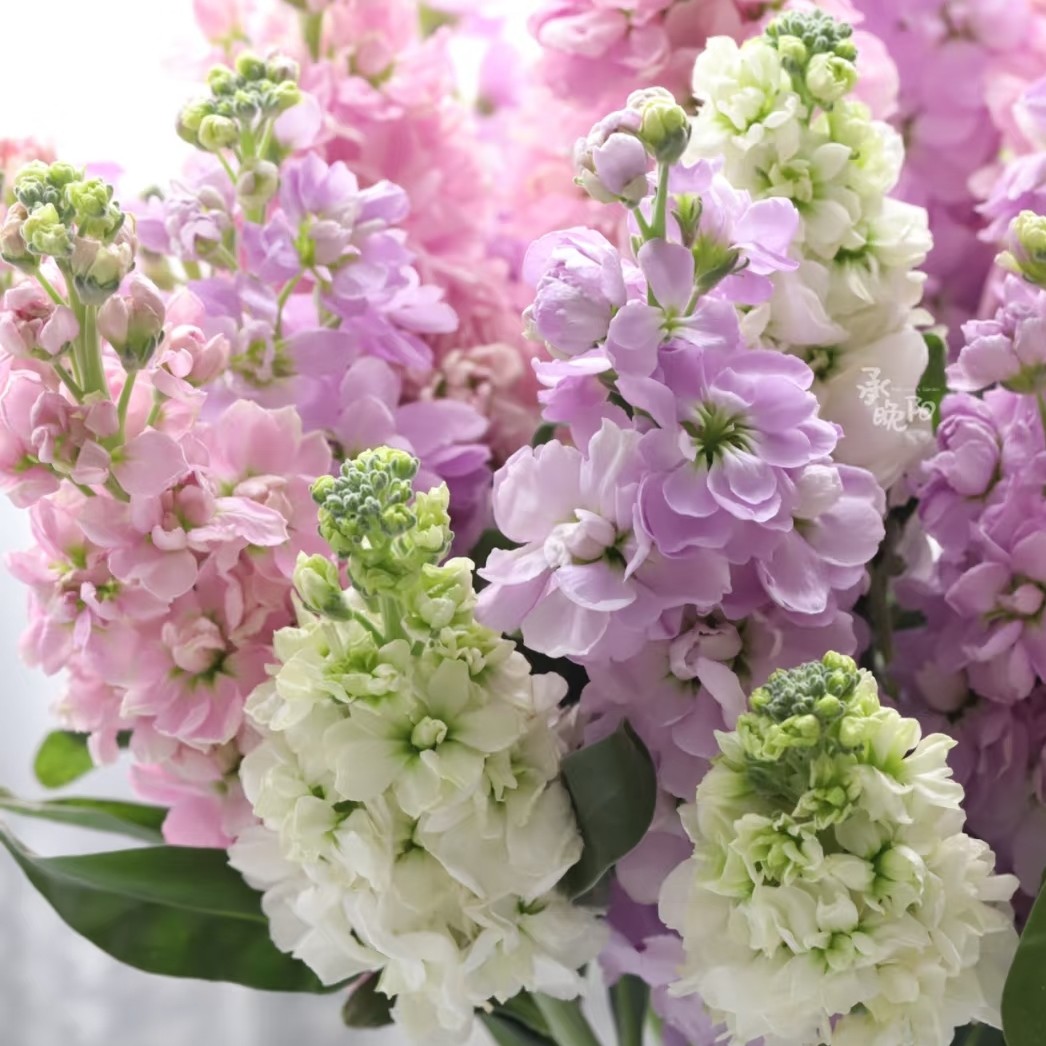 5-重瓣紫罗兰有香味云南昆明鲜花直发