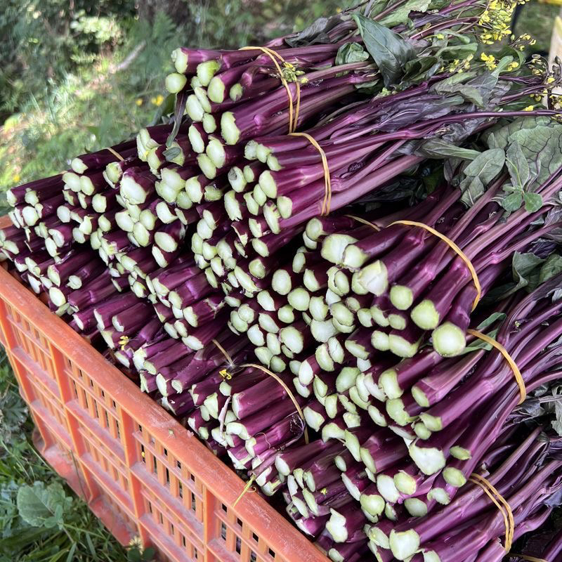 湖北红菜苔农家自种露天紫菜苔菜红子现摘新鲜红菜苔1/5斤