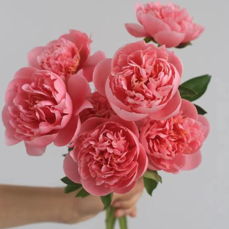 三文鱼芍药又名蚀刻鲑鱼进口中早期花苗桃红色变色品种观赏重瓣