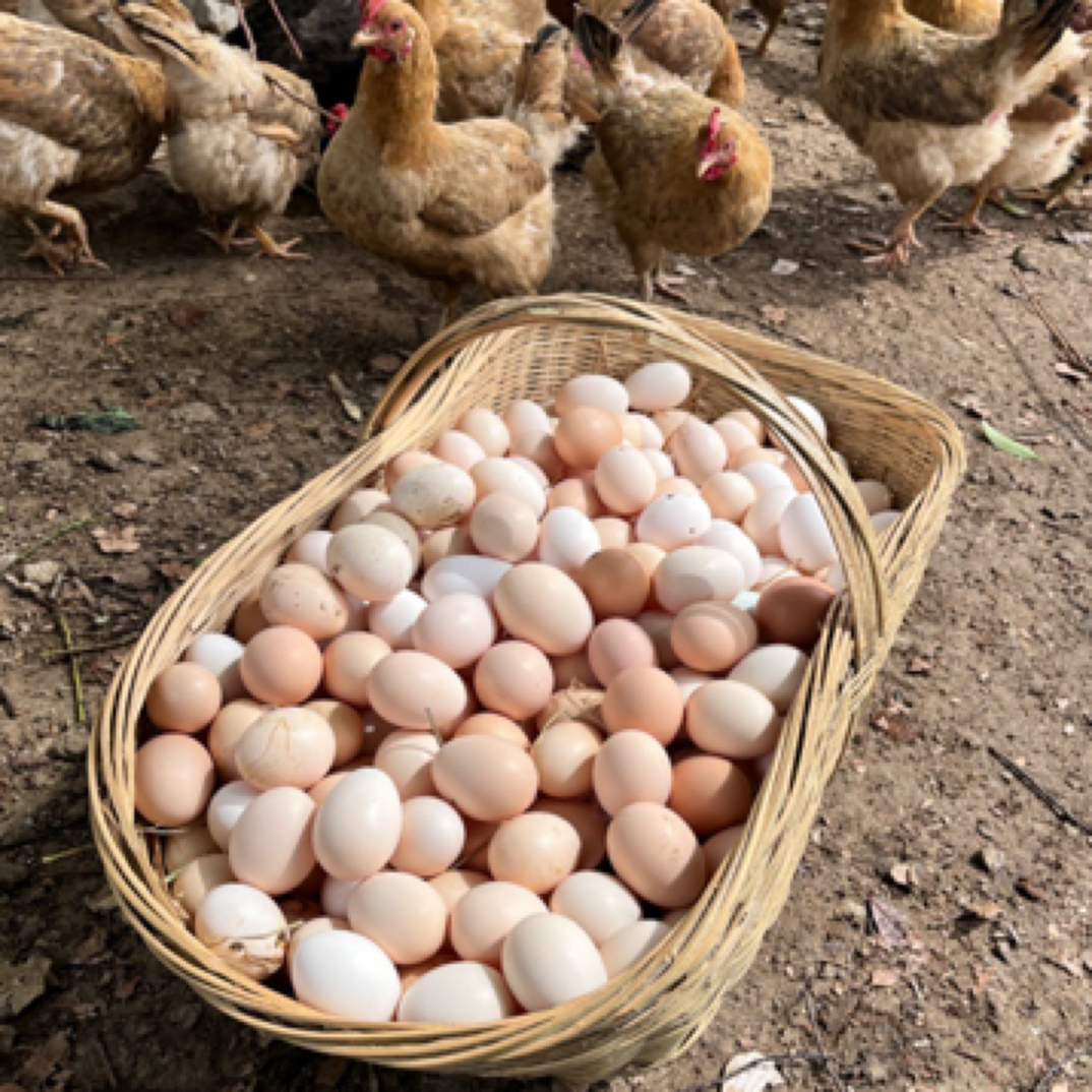 50枚 农家散养土鸡蛋 纯粮喂养新鲜健康营养蛋4.5斤