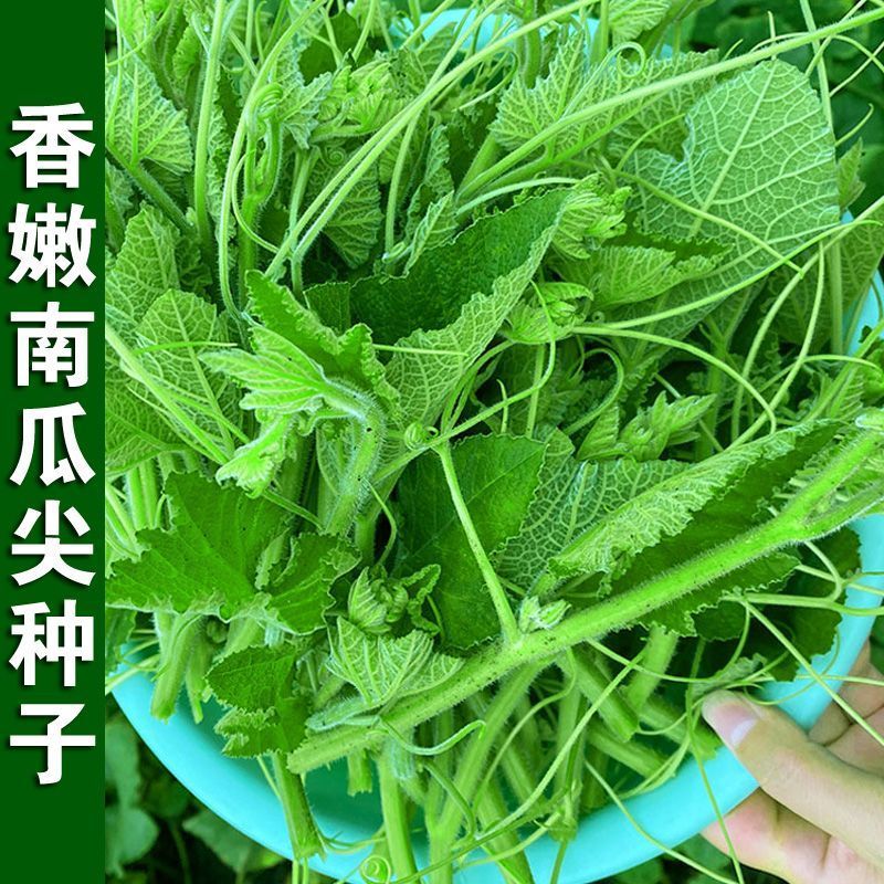 无毛南瓜尖种子南瓜颠种子质地柔软无苦涩春夏秋冬四季蔬菜种孑籽