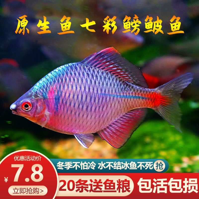 七彩鳑鲏鱼耐活不加温冷水鱼鱼缸观赏鱼原生鱼淡水活鱼小型鱼鱼苗