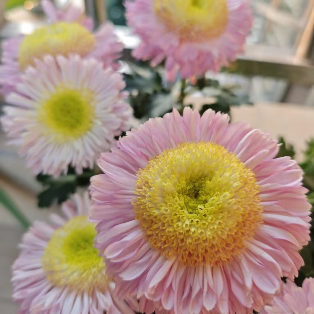 【塞拉之光】鲜花盆栽带花四季开花阳台菊花室内室外庭院绿植花卉