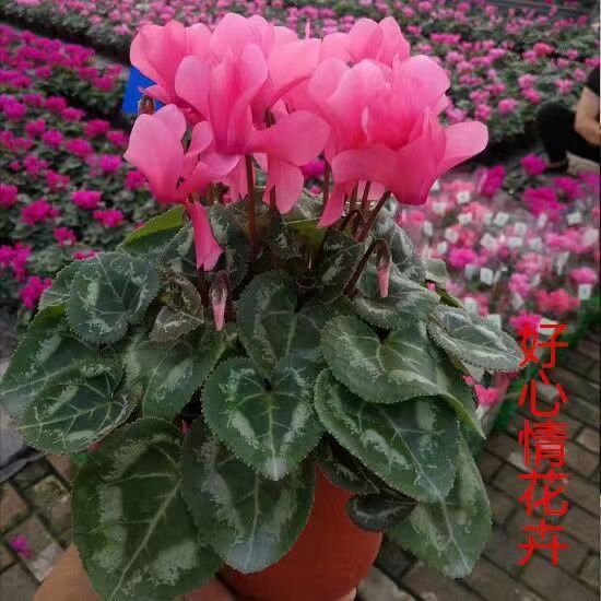 大花仙客来带花苞发货四季开花花苗兔耳朵盆栽桌面植物萝卜海棠花