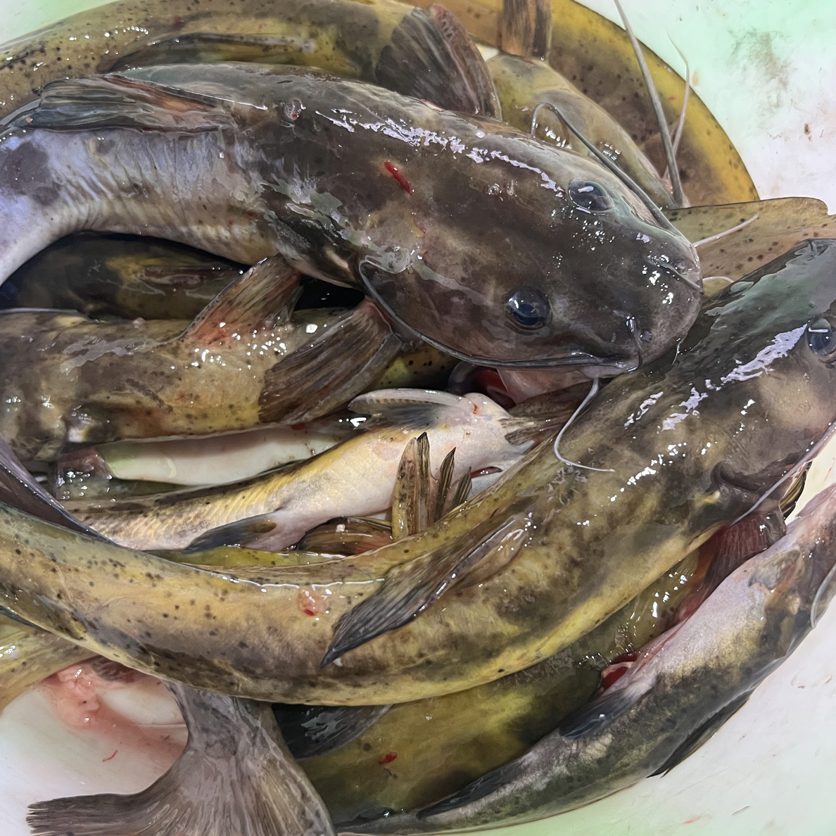 牛尾巴鲶鱼野生速冻除内脏2斤净重真空发货顺丰纯野生石扁头