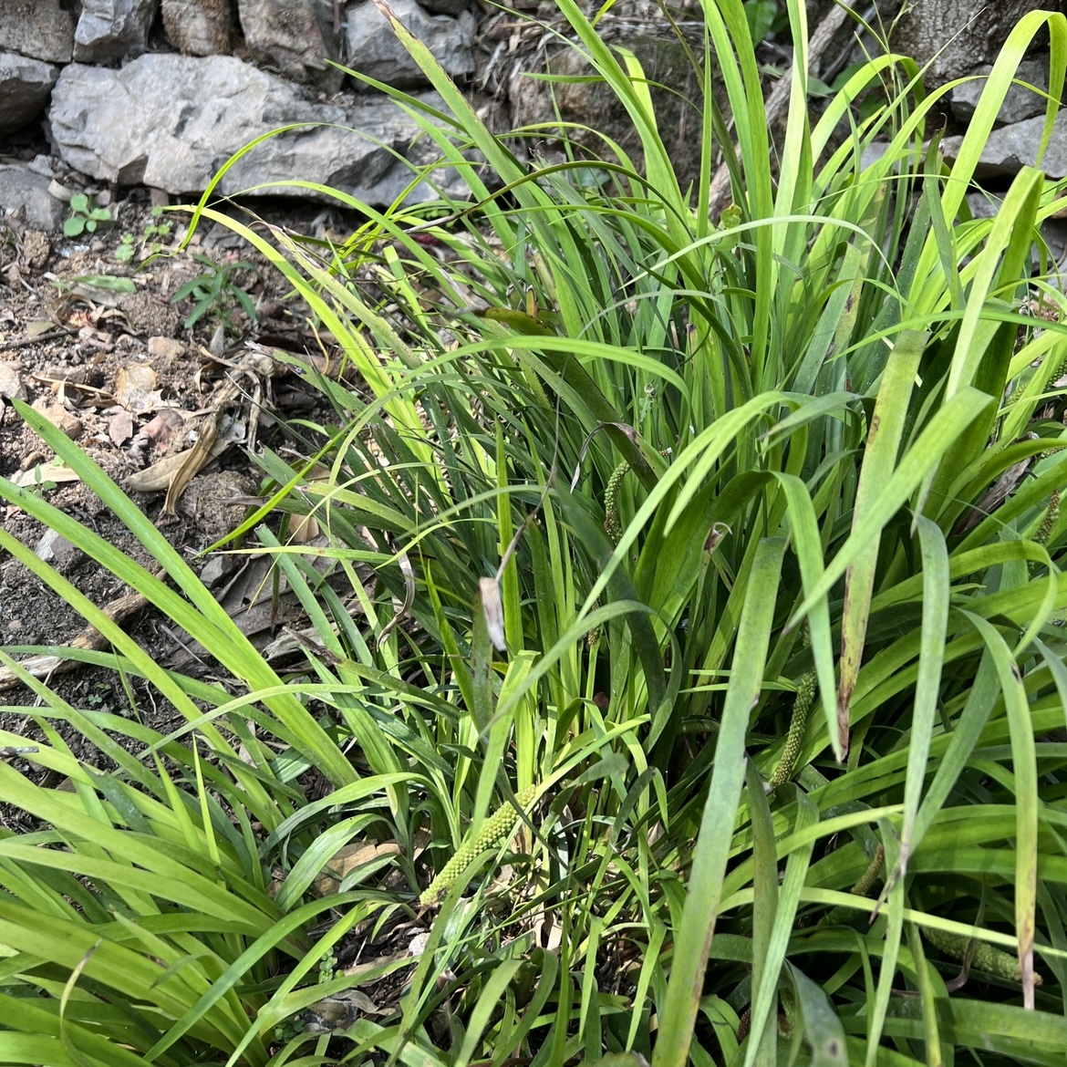 新鲜三奈五香草山奈山姜贵州山货农特产半斤起