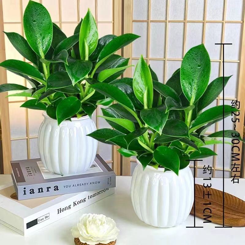 【 买一送一】金钻盆栽室内净化空气美观桌面绿植办公室四季常青