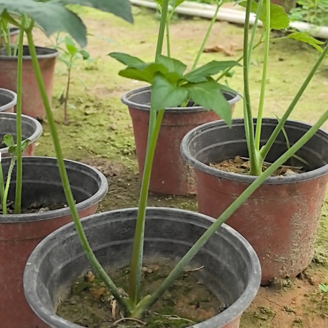咸草长寿草神仙草带土小苗原土小盆栽阳台小院四季可种易成活