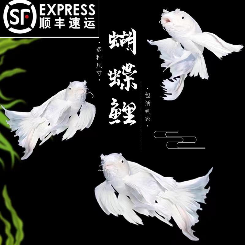 蝴蝶鲤短身球体观赏鱼冷水鱼锦鲤招财鱼鱼苗金鱼好养