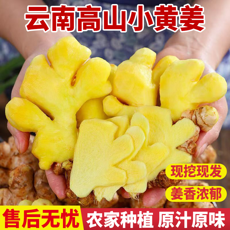 【源产地直发】云南小黄姜山地种植香味浓郁辛辣适中老姜现挖现发B1
