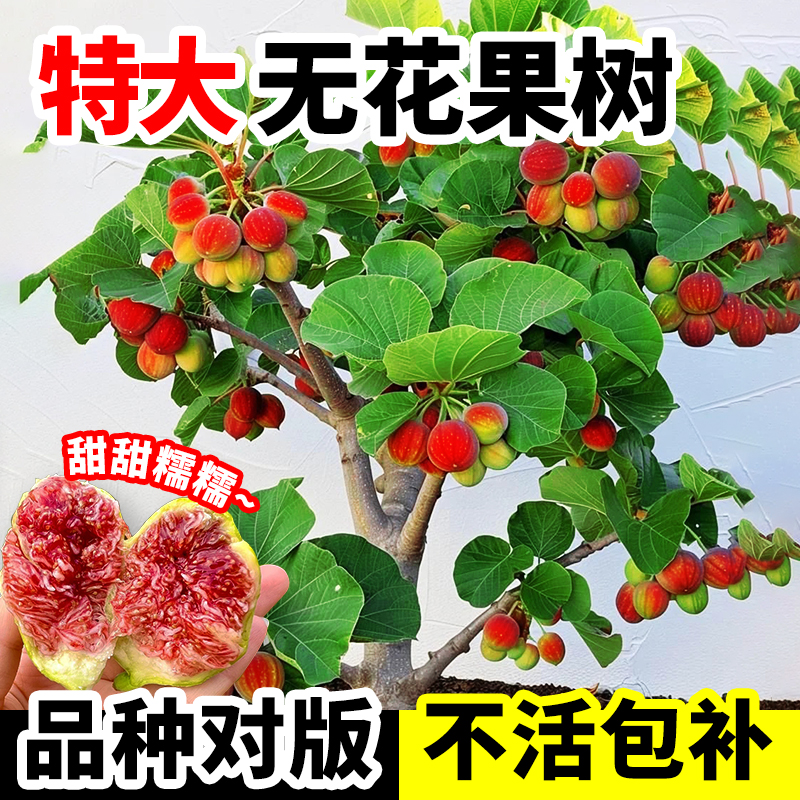 无花果树苗盆栽特大果波姬红无花果格莱斯四季南北方种植当年结果
