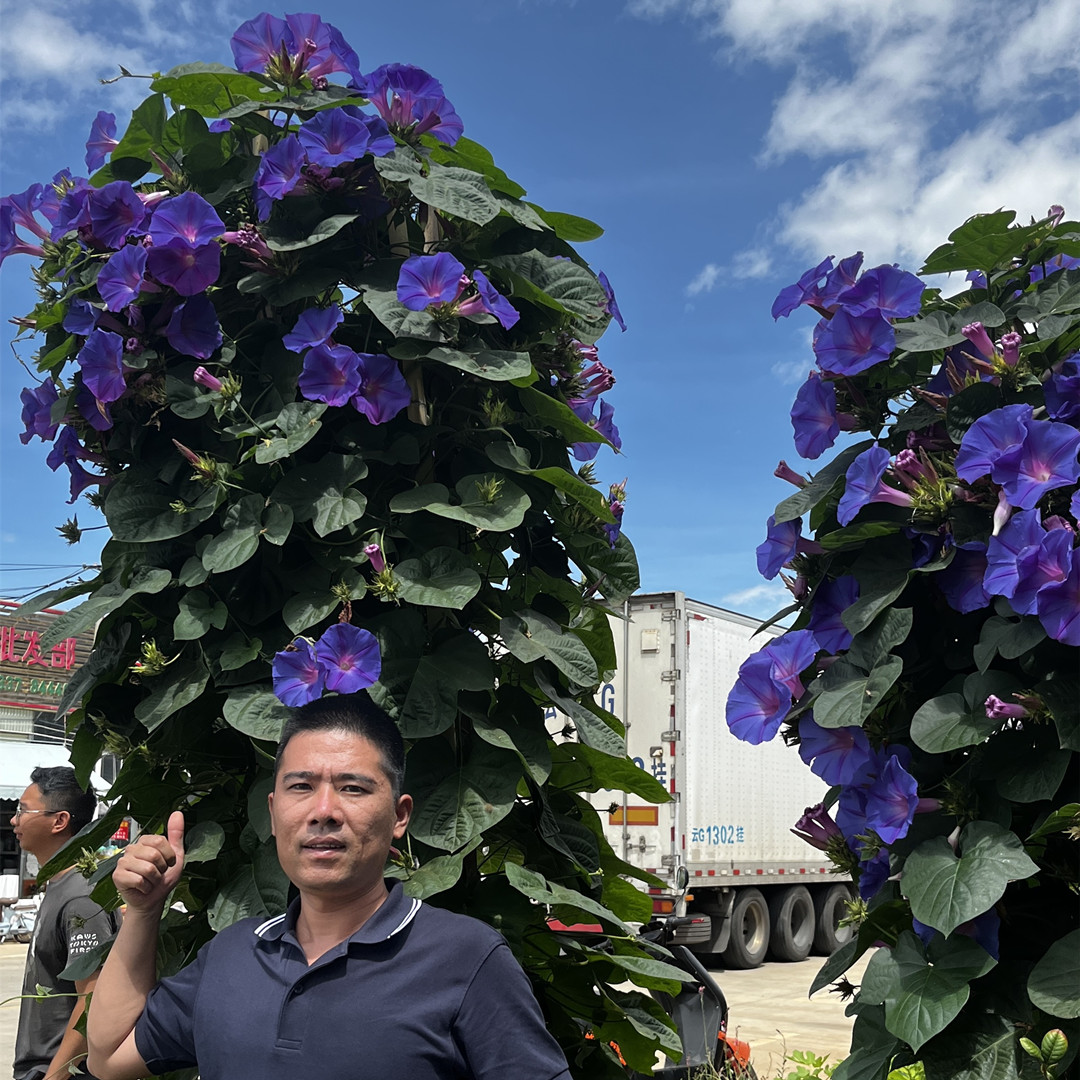 美国大牵牛 宿根牵牛花 多季开花庭院花园爬藤植物多年生耐热耐晒
