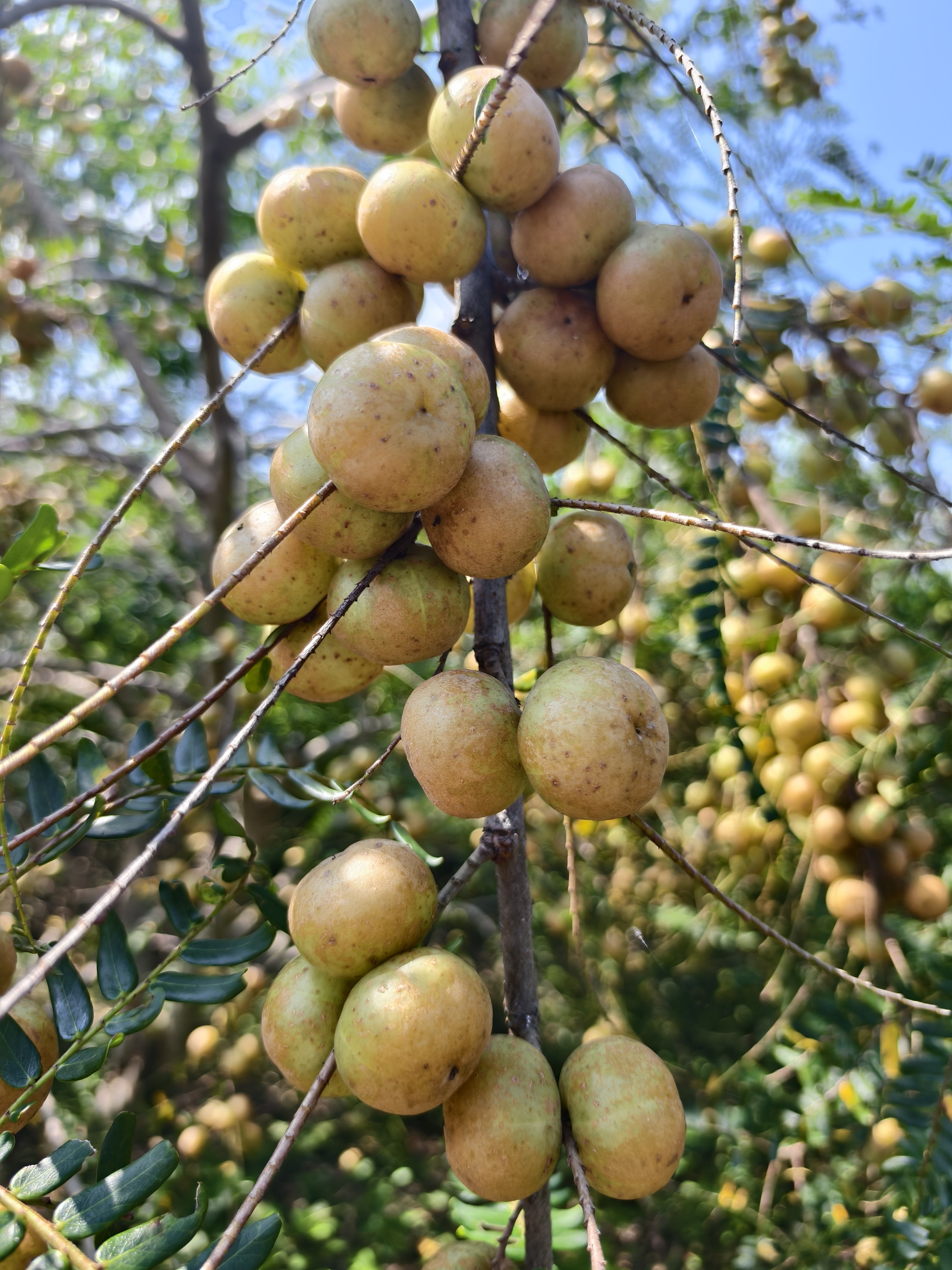 广西新鲜油柑个大粗皮酸涩度低回甘好可煲汤榨汁
