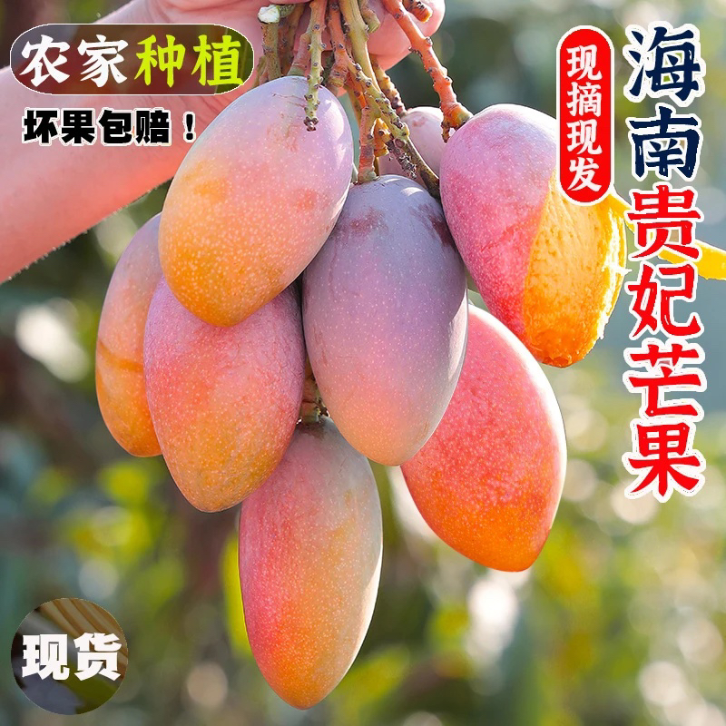 【放软食用】海南正宗贵妃芒新鲜现摘水果坏果包赔P