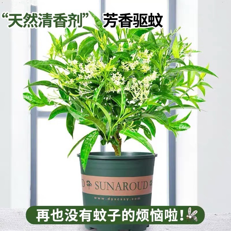 夜来香盆栽花老桩树苗室内外驱蚊驱虫花卉植物鲜花四季开花易活