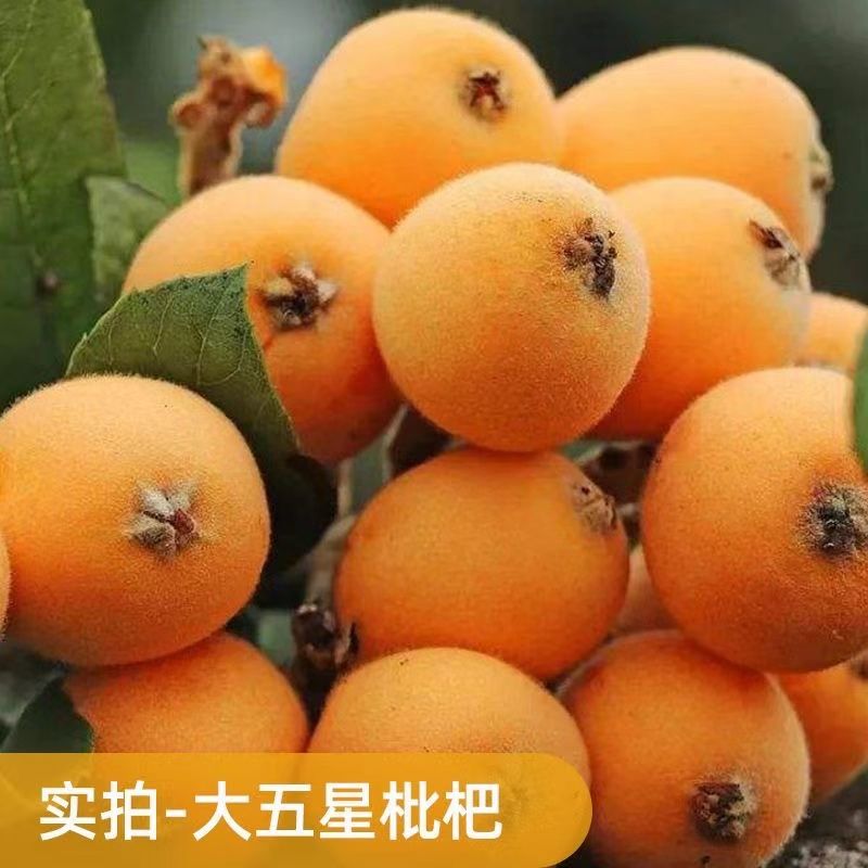 四川龙泉大五星枇杷耐寒杯苗一物一拍介意勿拍枇杷树苗