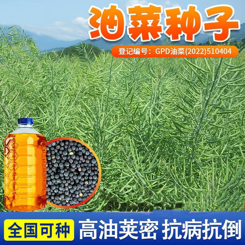 大田油菜籽德5油778高产油菜种子抗病抗倒伏含油量高杂交油菜花籽
