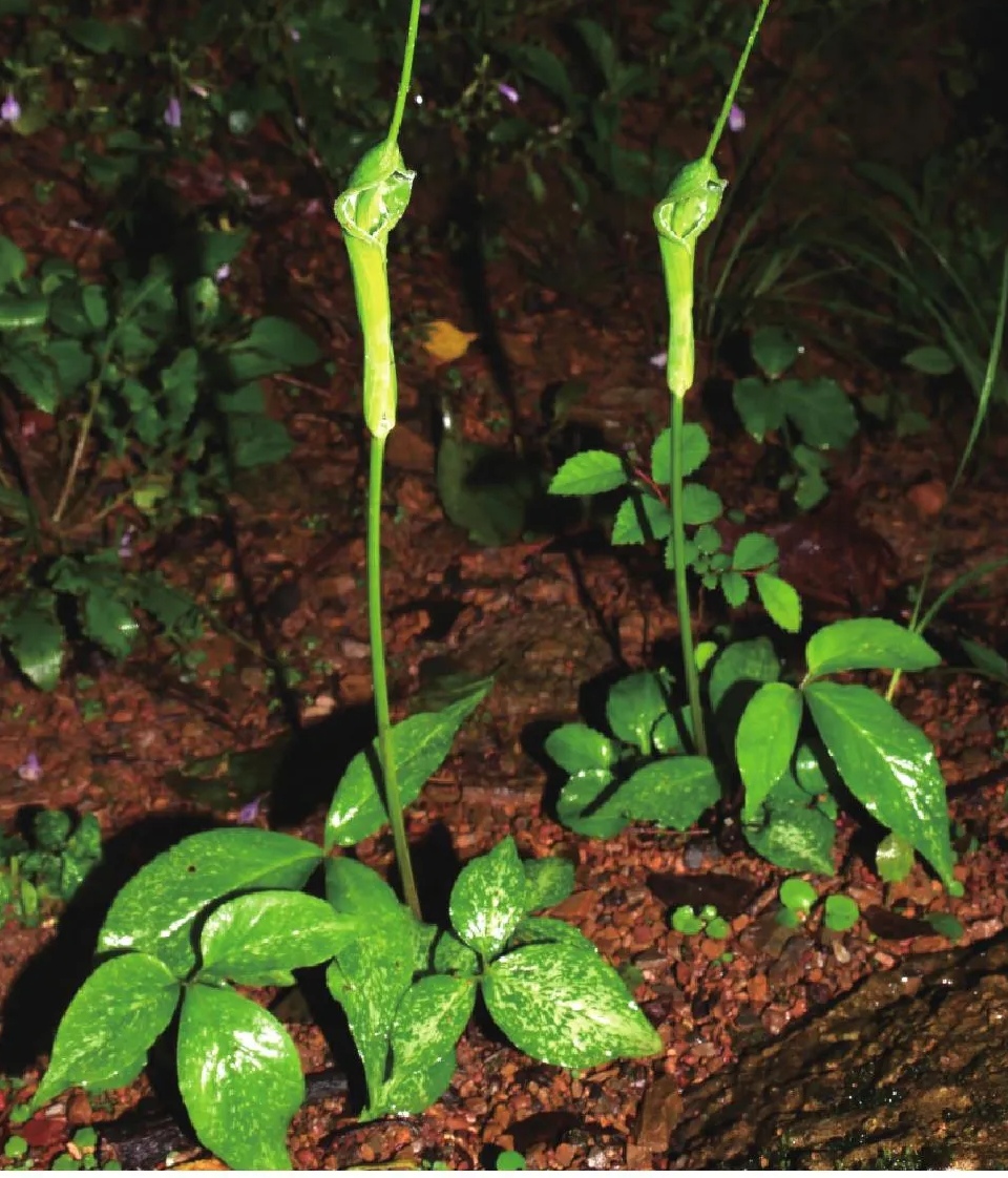 贵州黔西南 深山农产品 野 旱·半·夏  天然去皮晒干