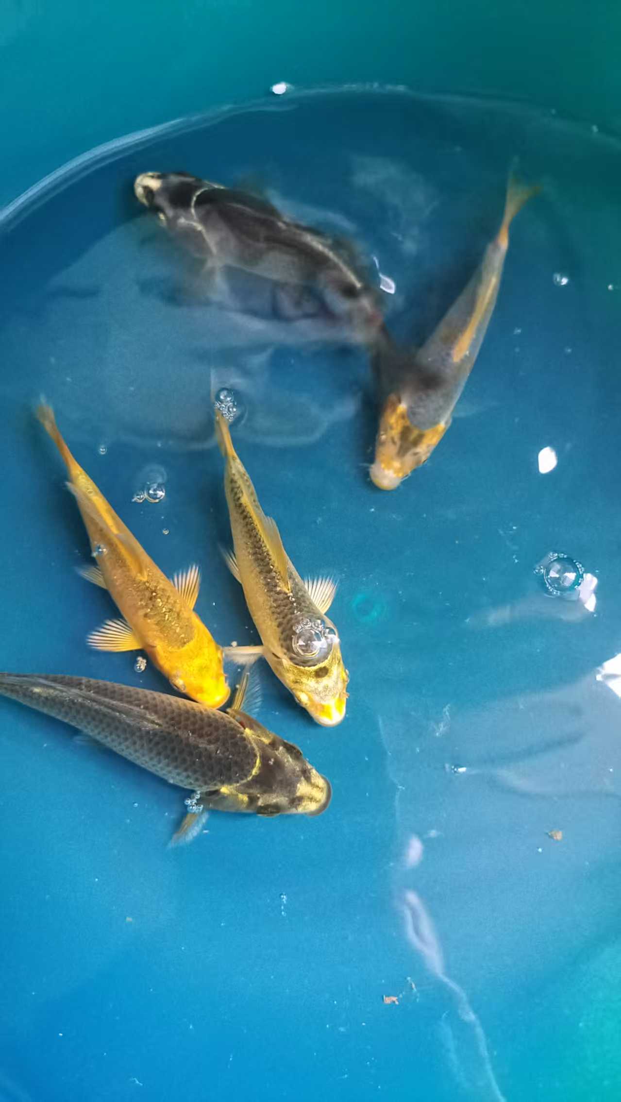 新奇宠物黑蝶、彩蝶、白蝴蝶颜色混搭(7-15厘米)金鱼鱼锦鲤观赏鱼