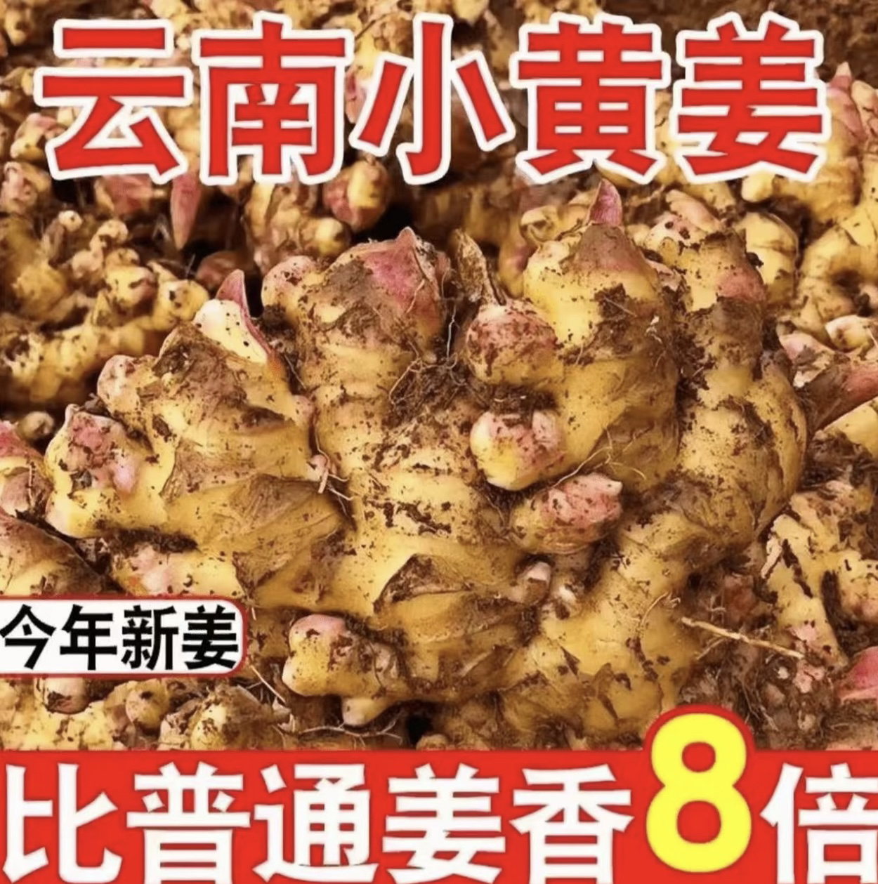 【嫩姜产地直销】云南小黄姜香味浓郁辛辣够味新鲜现挖山地种植泡姜