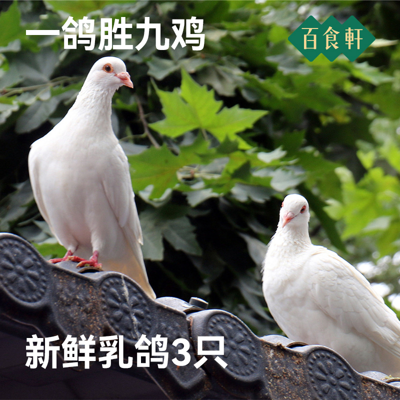 【百食轩】 乳鸽新鲜宰杀鲜活土鸽子鸽子肉生鲜乳鸽子肉3只