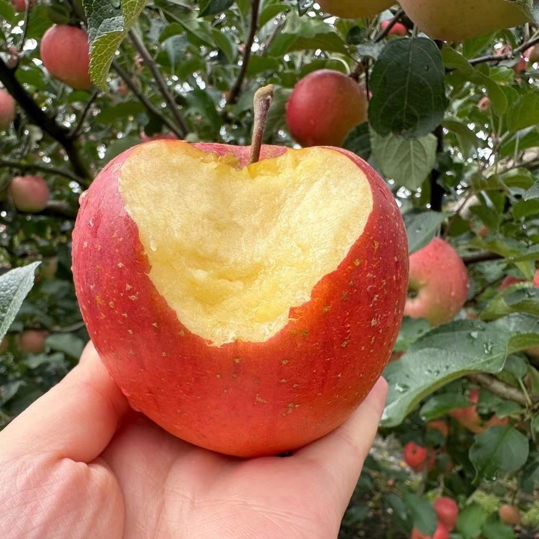 正宗四川汉源丑苹果新鲜现摘脆甜多汁冰糖心水果