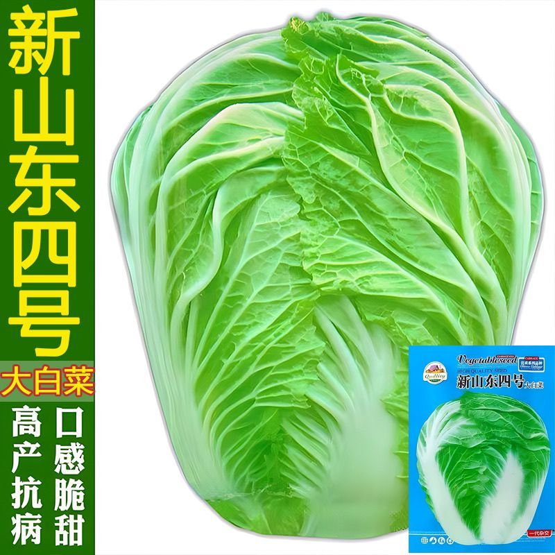 山东四号白菜种子高产抗病90天非转基因大白菜籽四季蔬菜种子大全