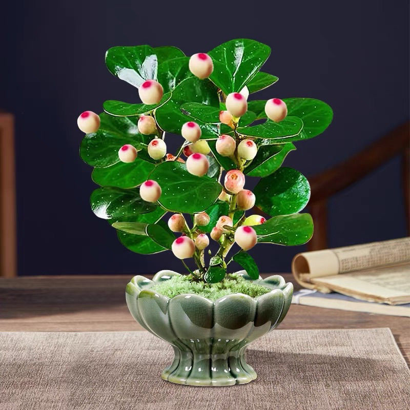 菩提树【常年带果】老桩菩提禅意盆栽室内办公室招财许愿净化空气