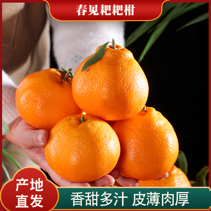 四川春见耙耙柑现摘新鲜水果3/5/8斤甜润多汁丑粑粑柑橘八怪柑桔