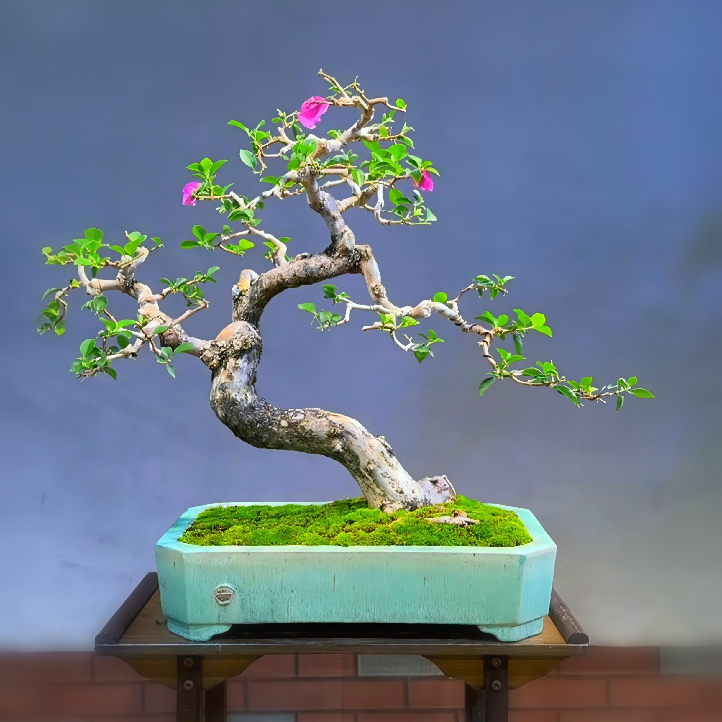 原生老桩三角梅精品盆景 室内窗台阳台绿植园艺盆栽高端盆景