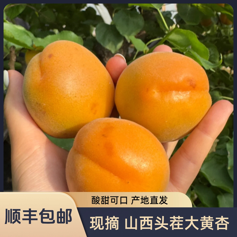 【天志甄选】当季金太阳大黄杏酸甜可口肉厚多汁现采现摘新鲜水果