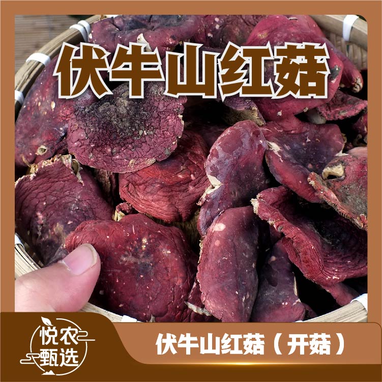 【福利开菇】2025年河南红菇煲汤营养干货特产天然鲜美红蘑菇