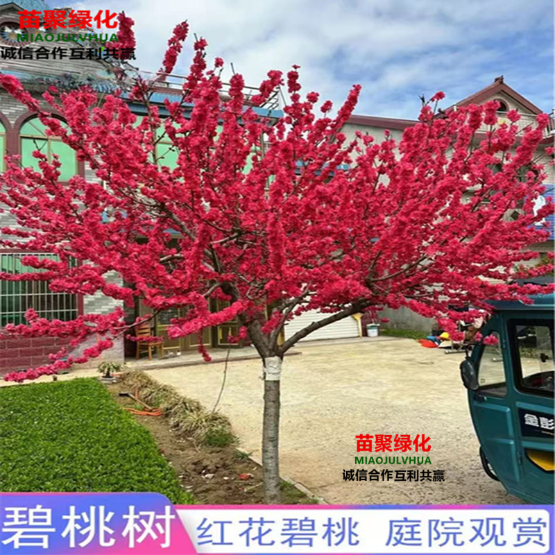 红叶碧桃树苗桃花树苗紫叶碧桃苗庭院观赏工程绿化苗紫叶桃