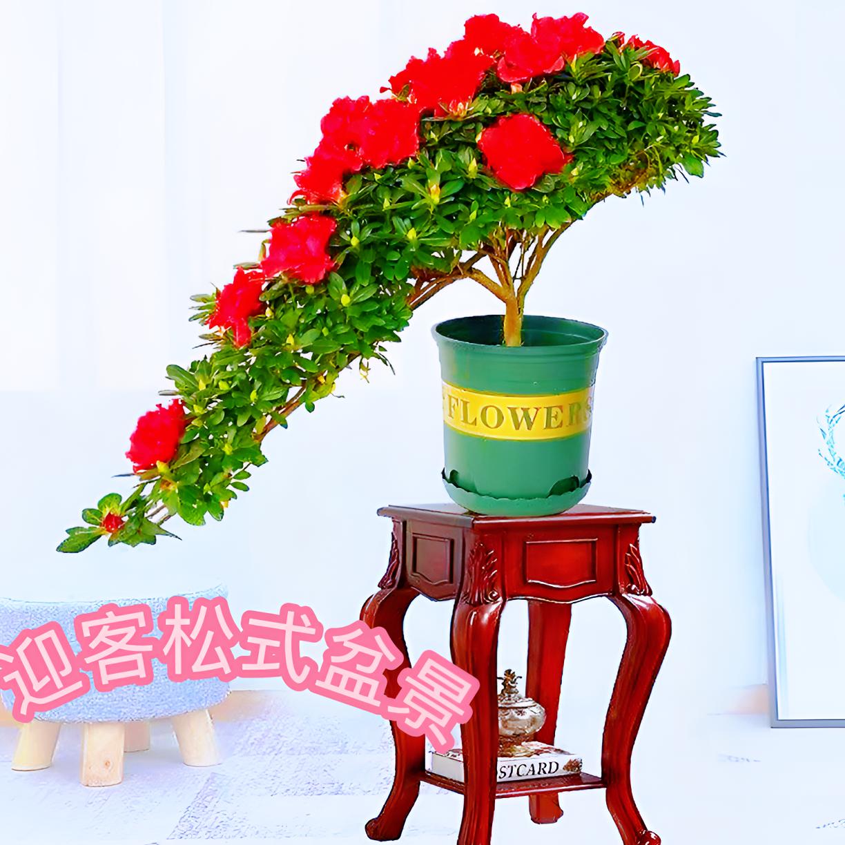 造型杜鹃花高山流水 悬崖流水 凤尾室内阳台庭院地栽盆栽高档花卉